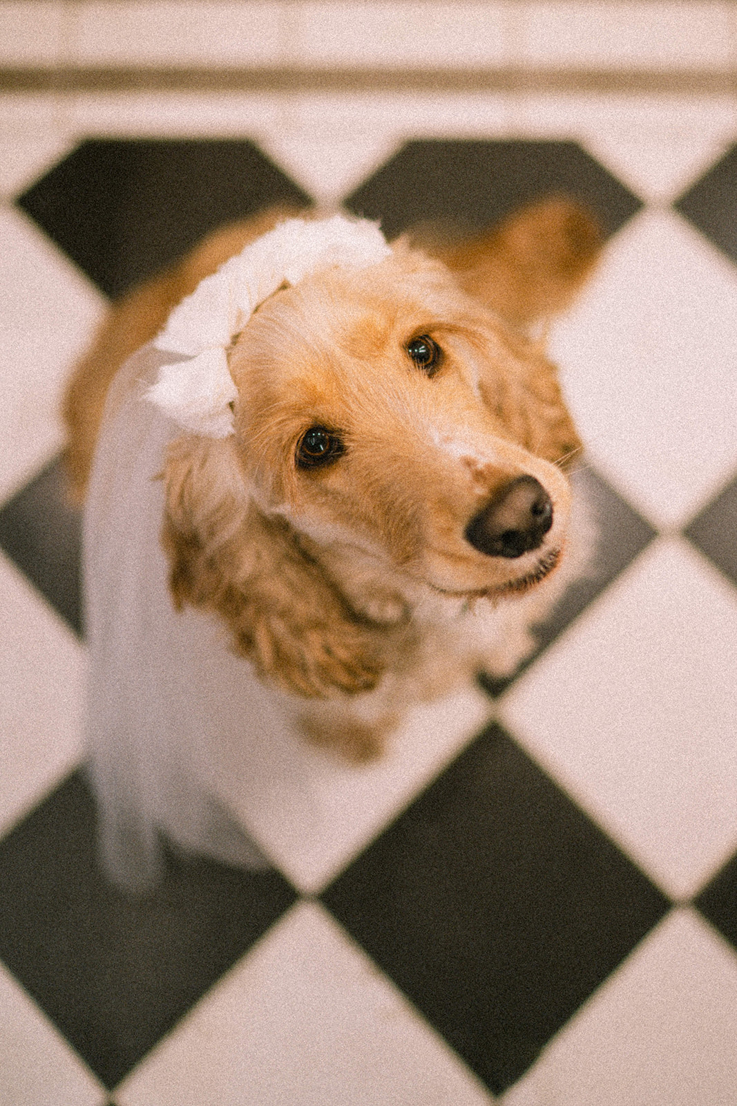 photographe de mariage pays de la loire nantes