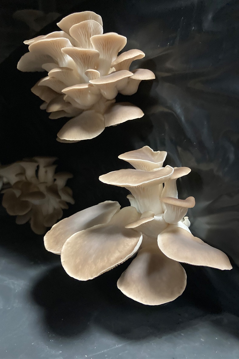 champignons ferme urbaine angers