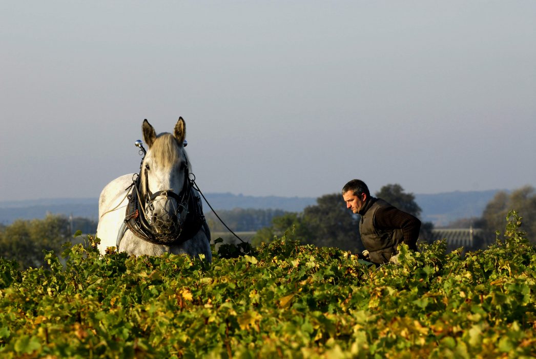 vins biologiques et naturels pour mariage pays de la Loire