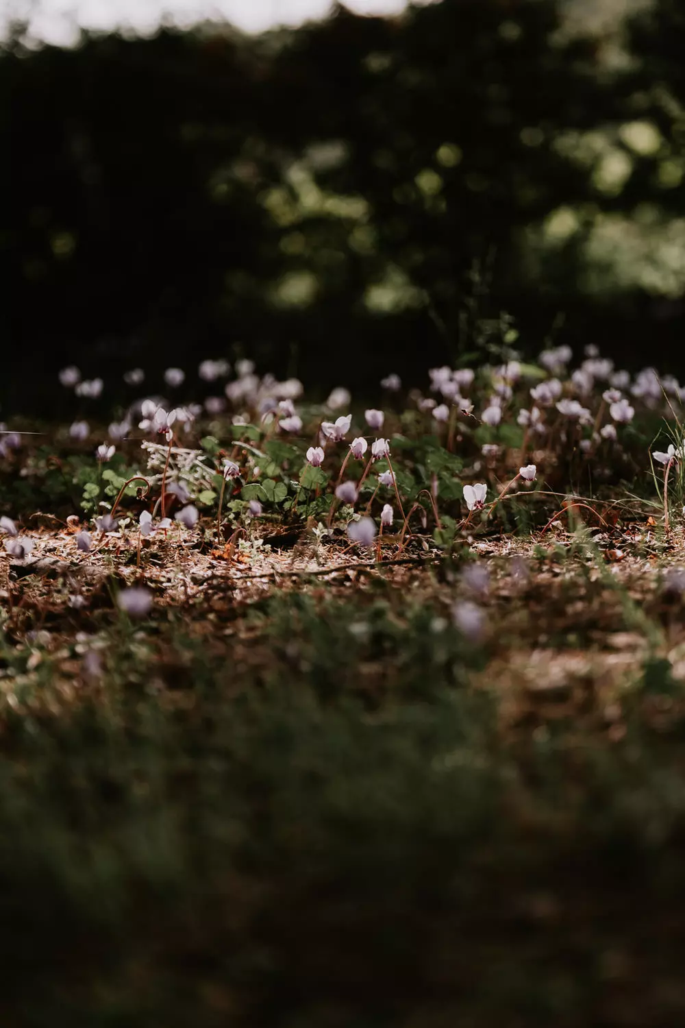 meilleur photographe de mariage nantes