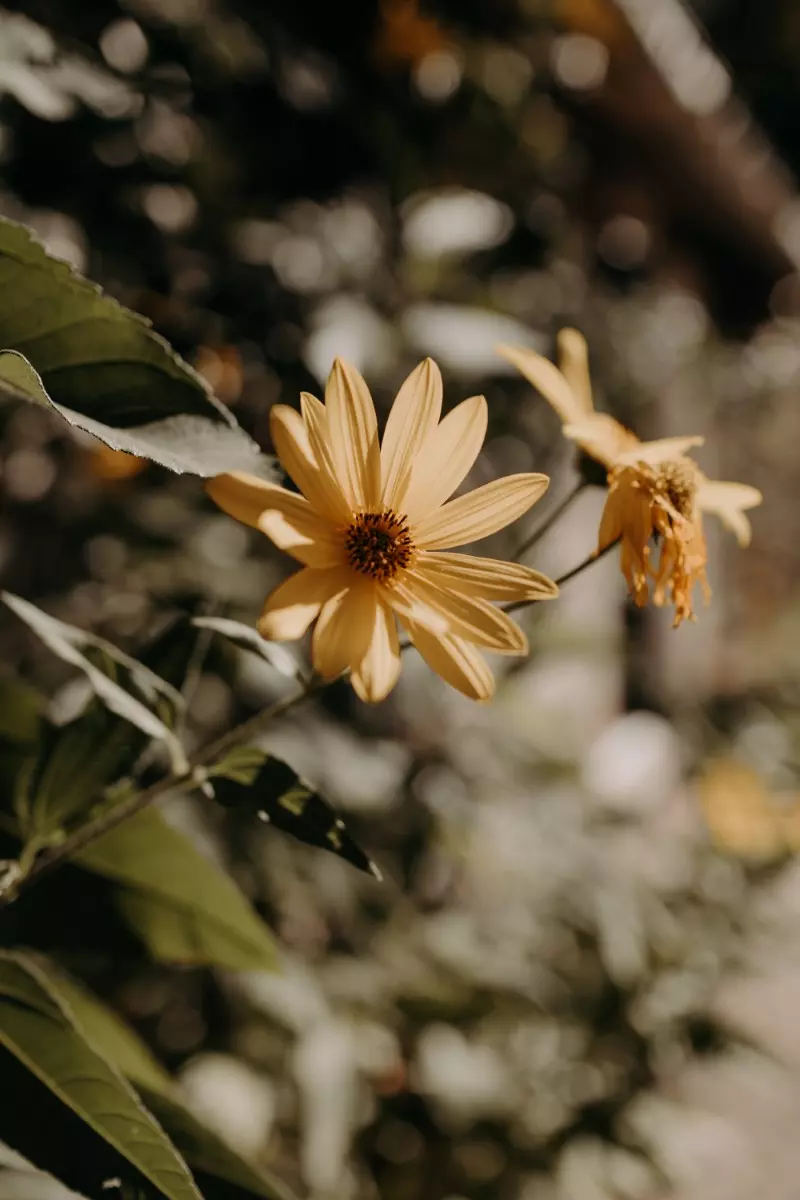 mariage au cœur de la nature