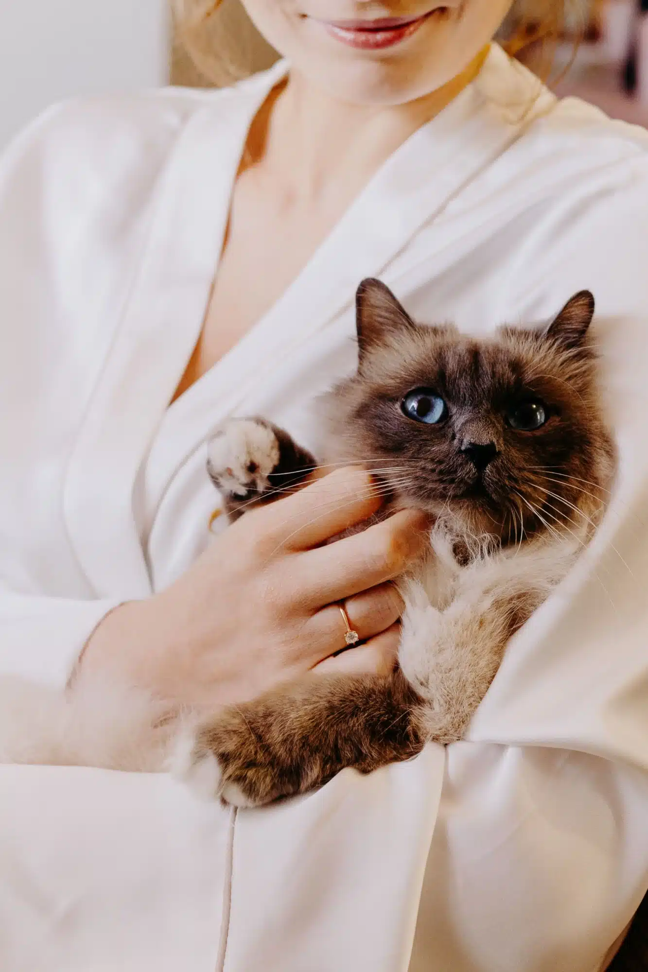 Chat Mariage Photographe