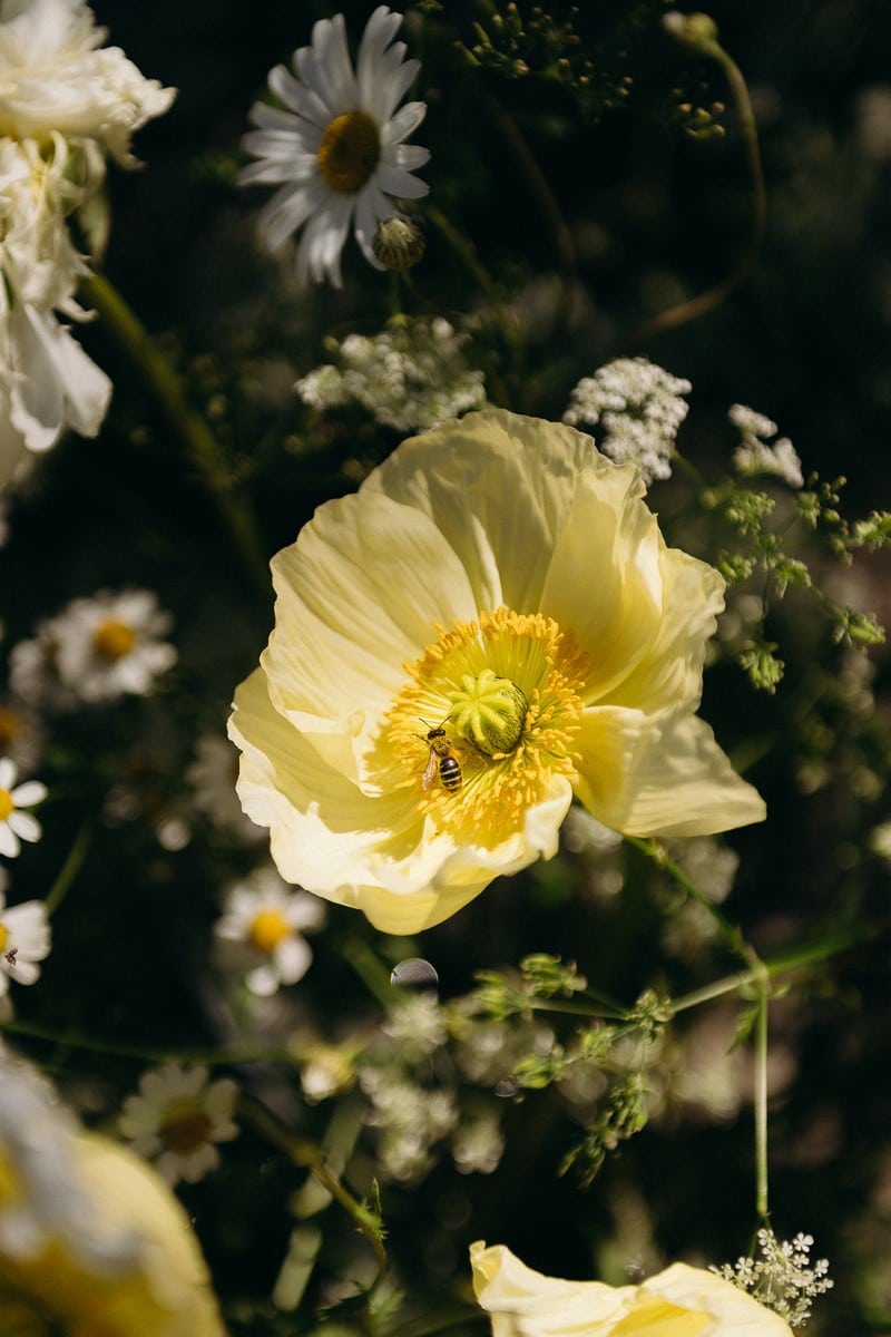 fleur jaune locale française mariage