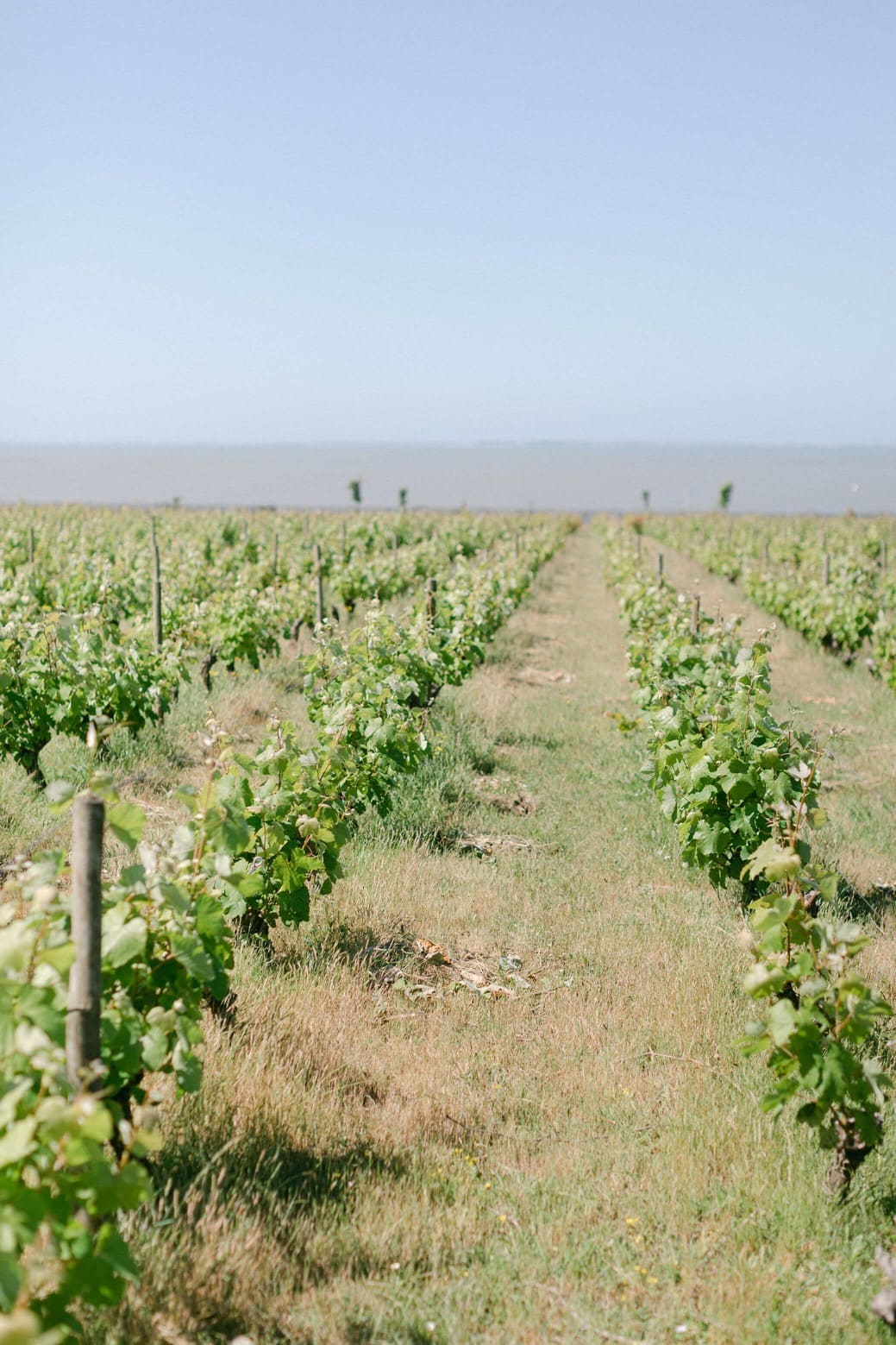Cérémonie laïque dans les vignes