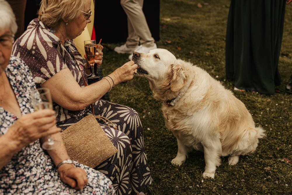 animaux jour j mariage organisation mayenne